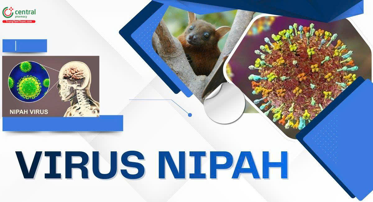 Phòng chống dịch bệnh do vi rút Nipah